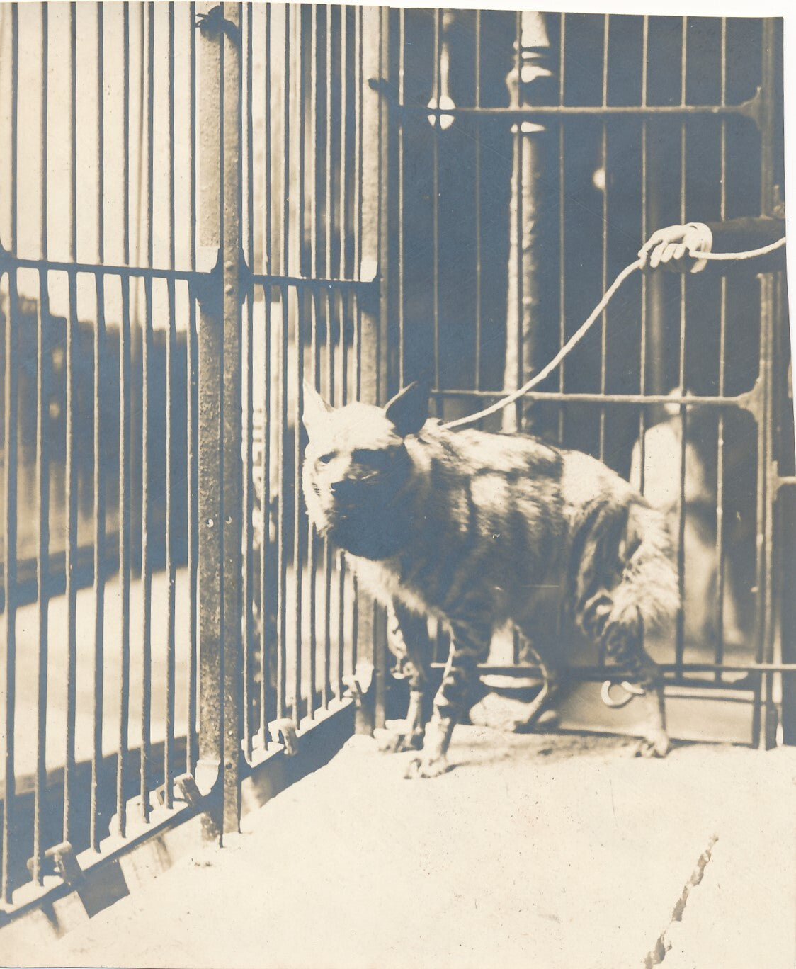 hyène vers 1910 3 photographies photo cage laisse époque vintage