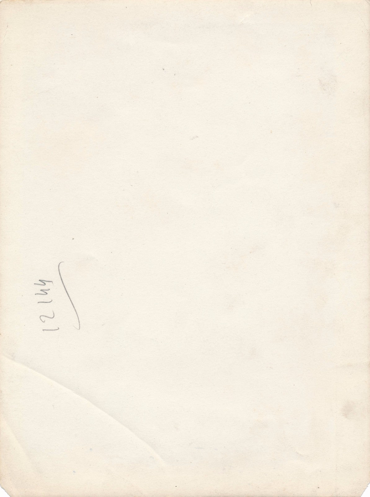 Taureau du Paraguay agriculture tirage argentique d'époque v. 1930-1940 photo