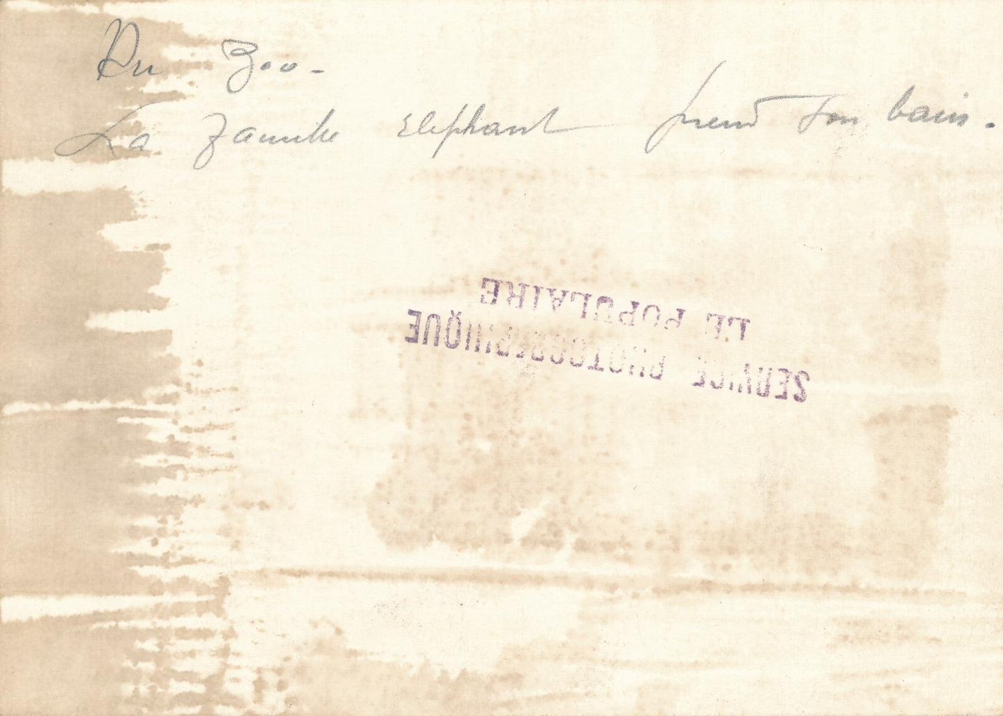 2 photos éléphant zoo v. 1930 photo photographie époque