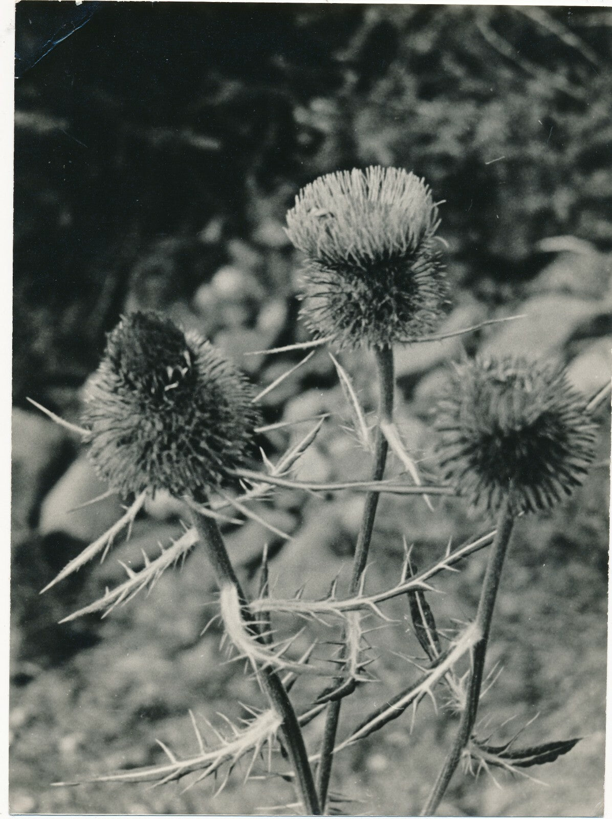 6 photographies argentiques fleur années 1950 pétale nature photo