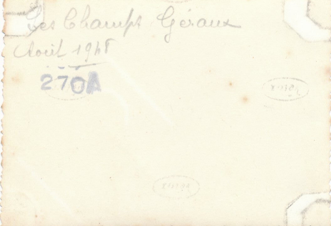 Truie avec porcelets Les Champs-Géraux Côte d’Armpor 1948 snapshot photo