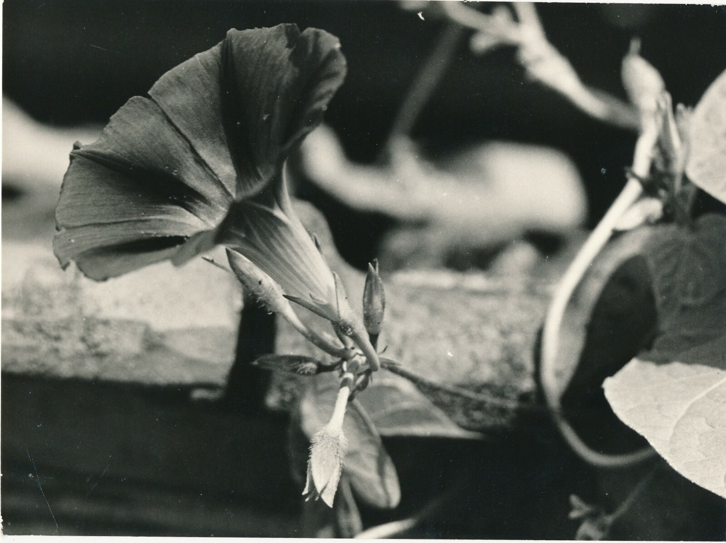 6 photographies argentiques fleur années 1950 pétale nature photo
