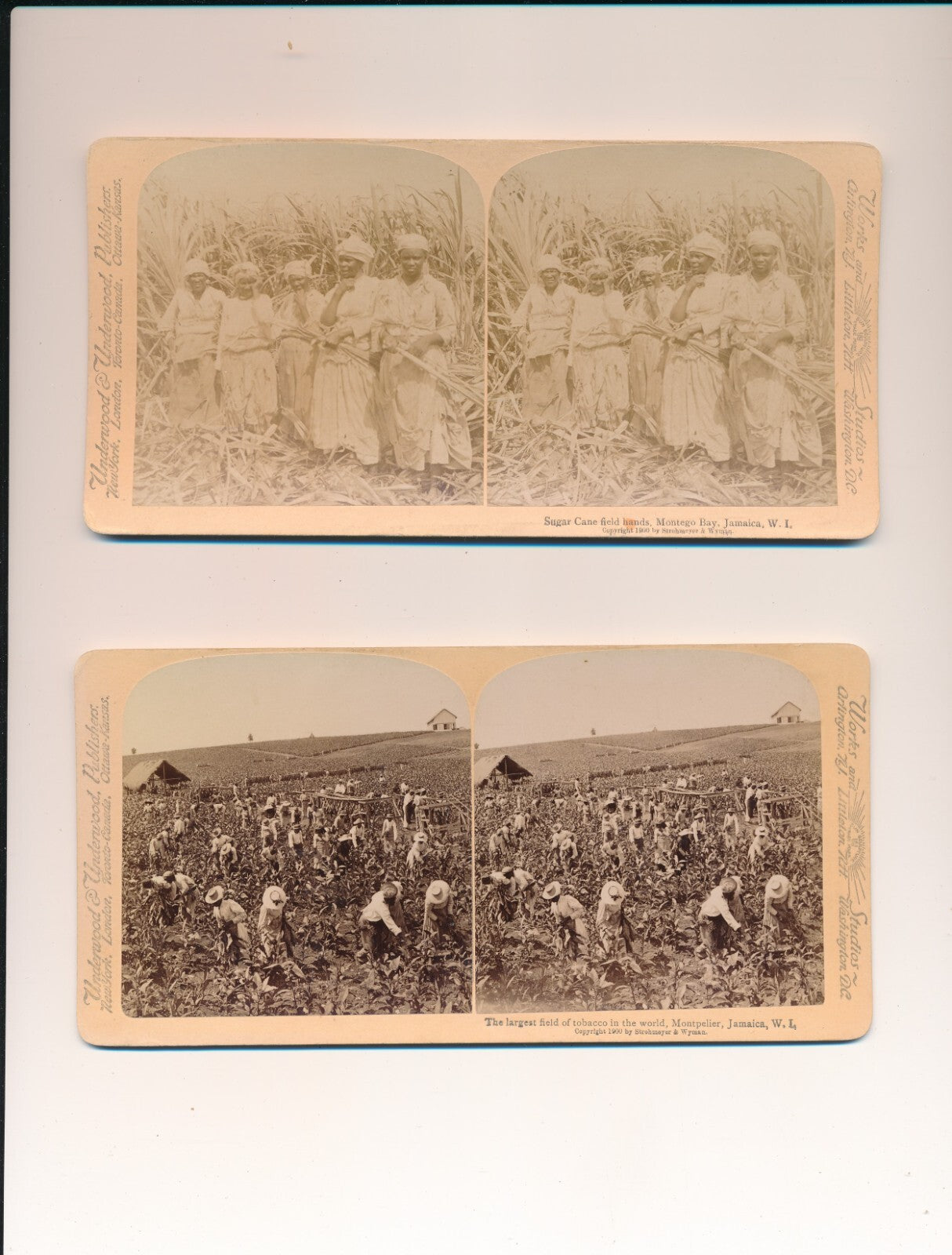 Jamaïque 5 cartes stéréoscopiques agriculture stéréo photo photographie stereo