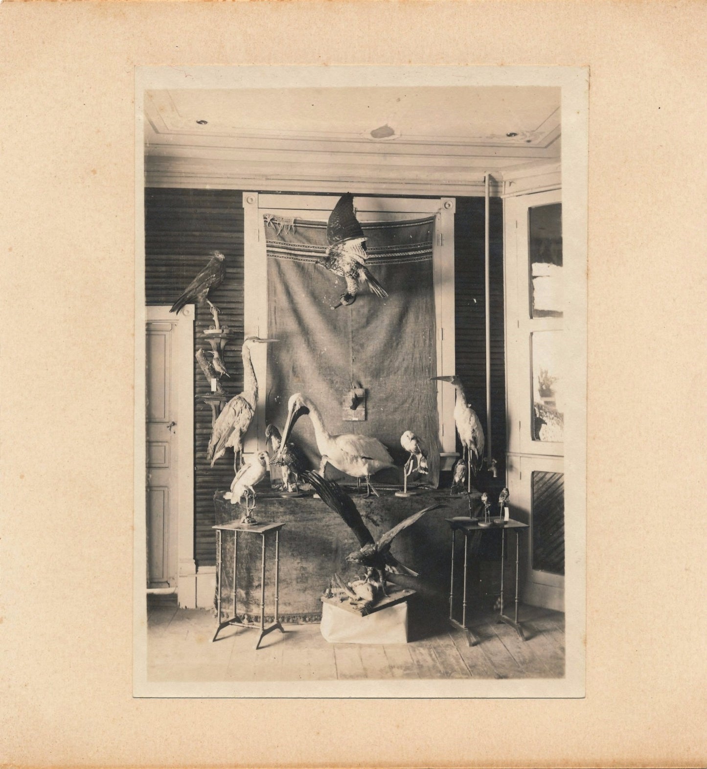 photographie taxidermie oiseaux empaillés vintage argentique vers 1900-1910