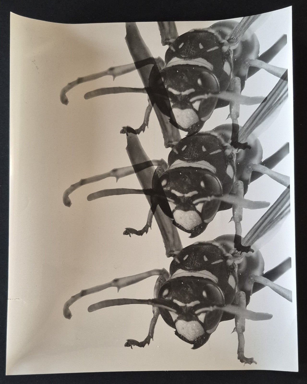 Insectes photo photographie époque montage négatif