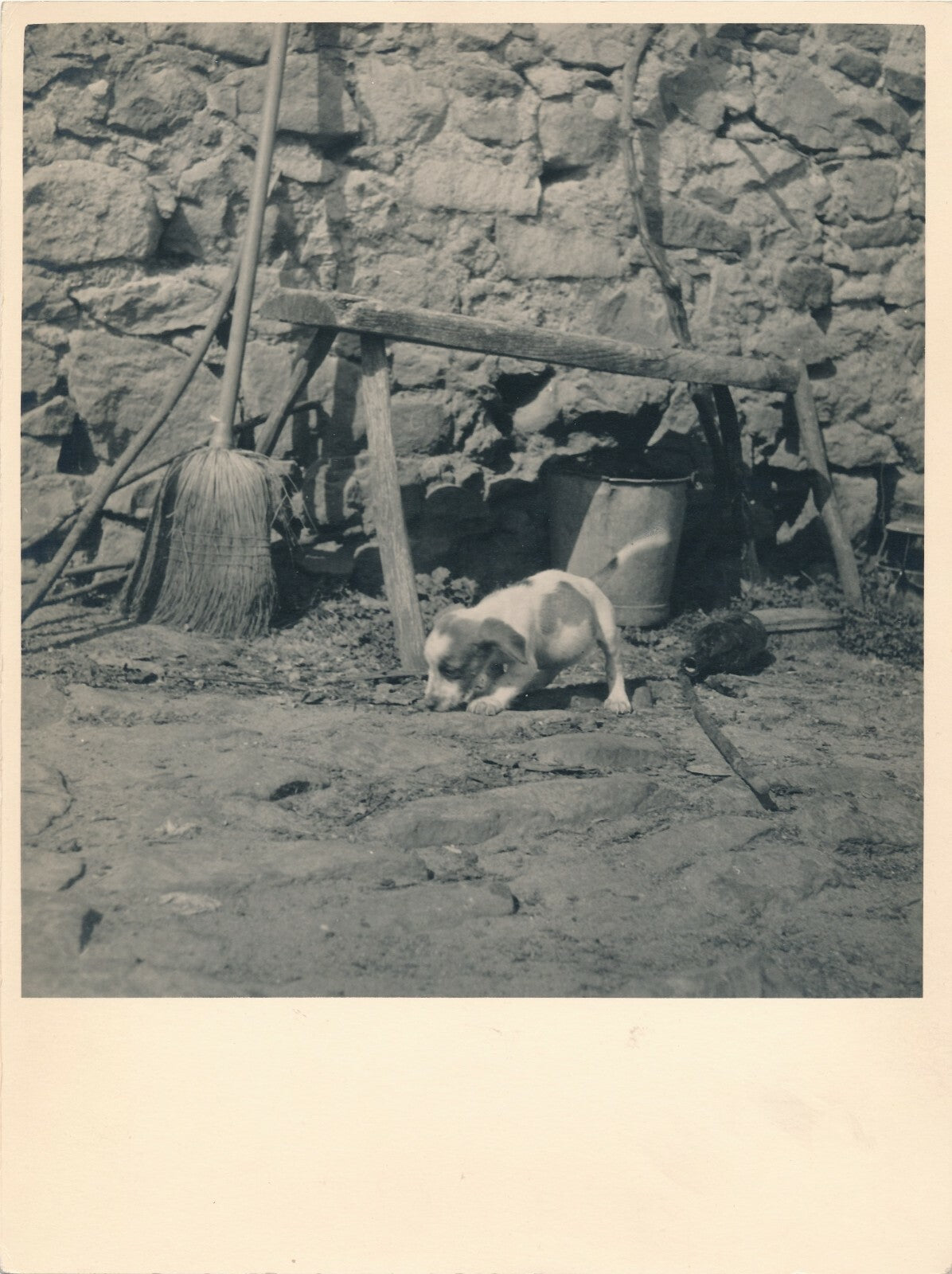 portrait chiot cour de ferme tirage argentique époque v. 1940-1950 photographie