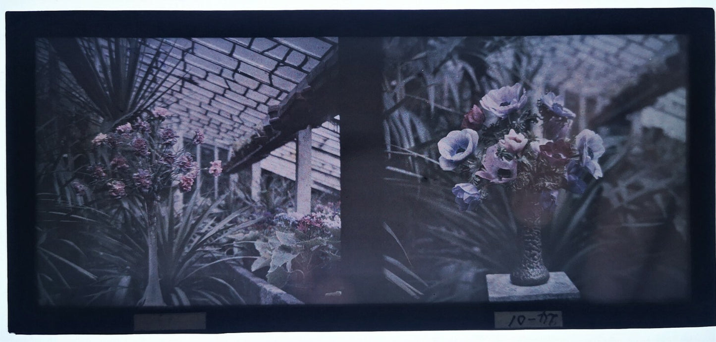 1 autochrome fleurs deux vues photo photographie