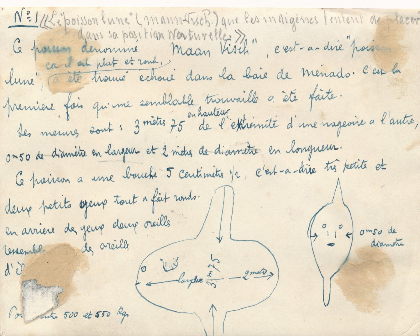 pêche poisson lune géant Indonésie 1922 2 tirages argentique époque