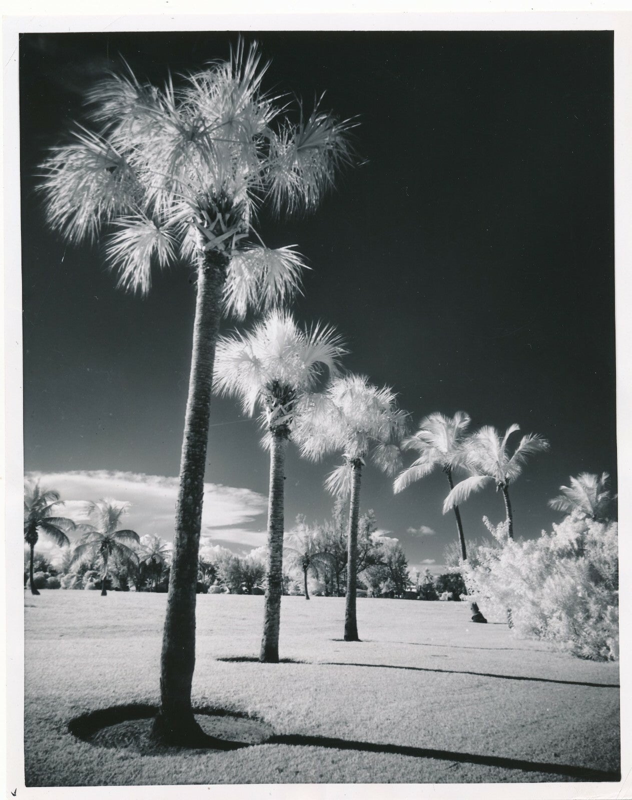 Photographie infrarouge effet Wood Miami effet neige photo photographie palmiers