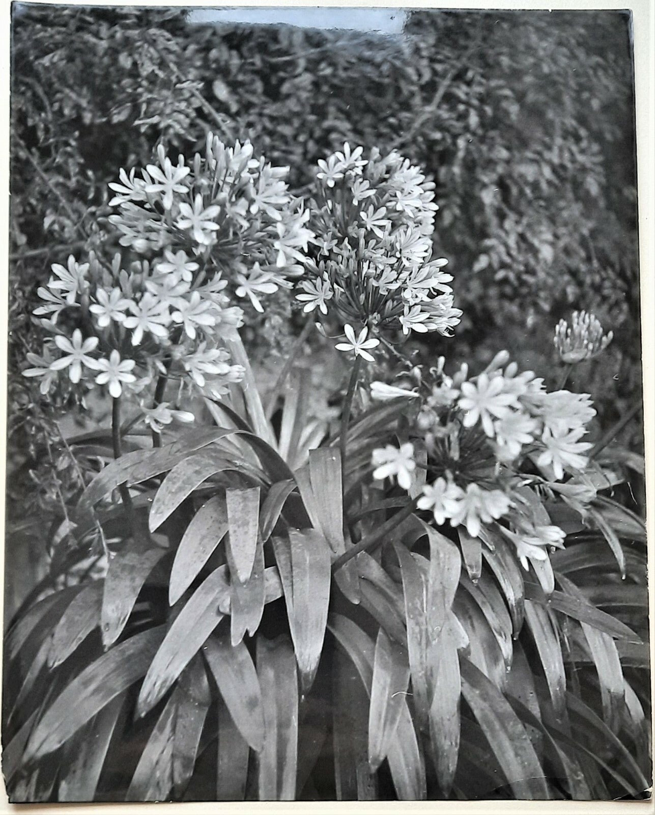 André DURAND photographe années 1930-1950 fleurs feuilles photo photographie