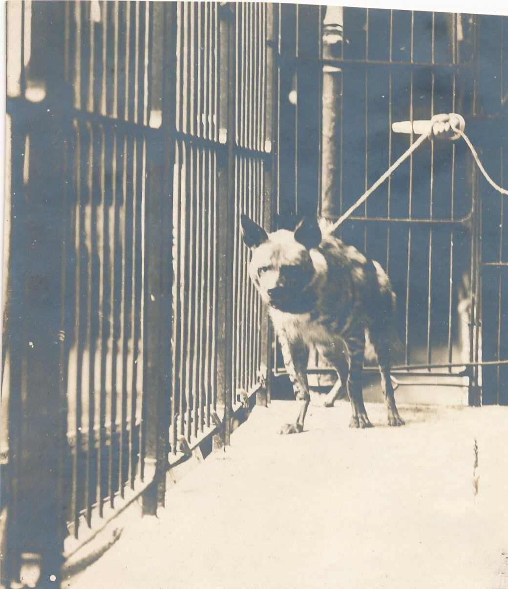 hyène vers 1910 3 photographies photo cage laisse époque vintage