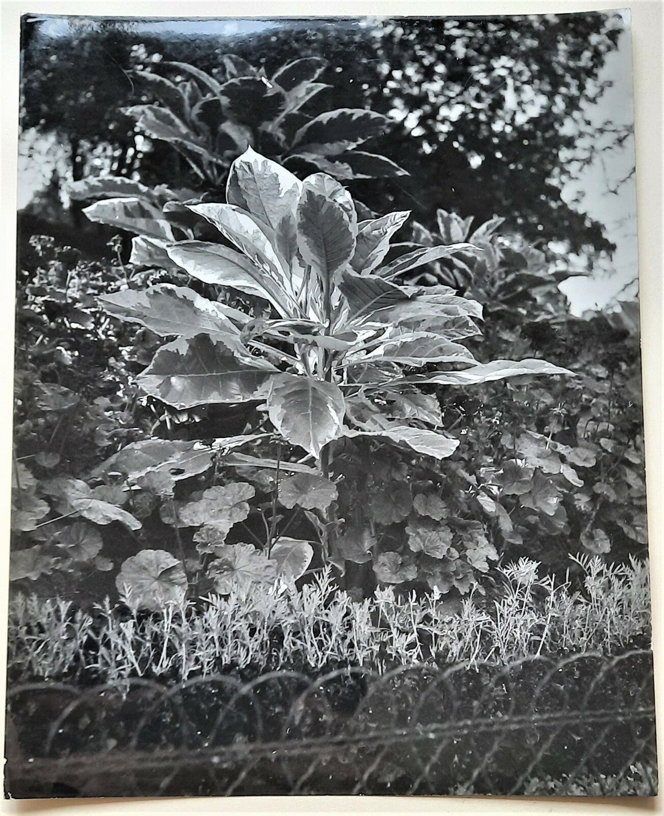 André DURAND photographe 1930-1950 nature plante fleurs photo photographie