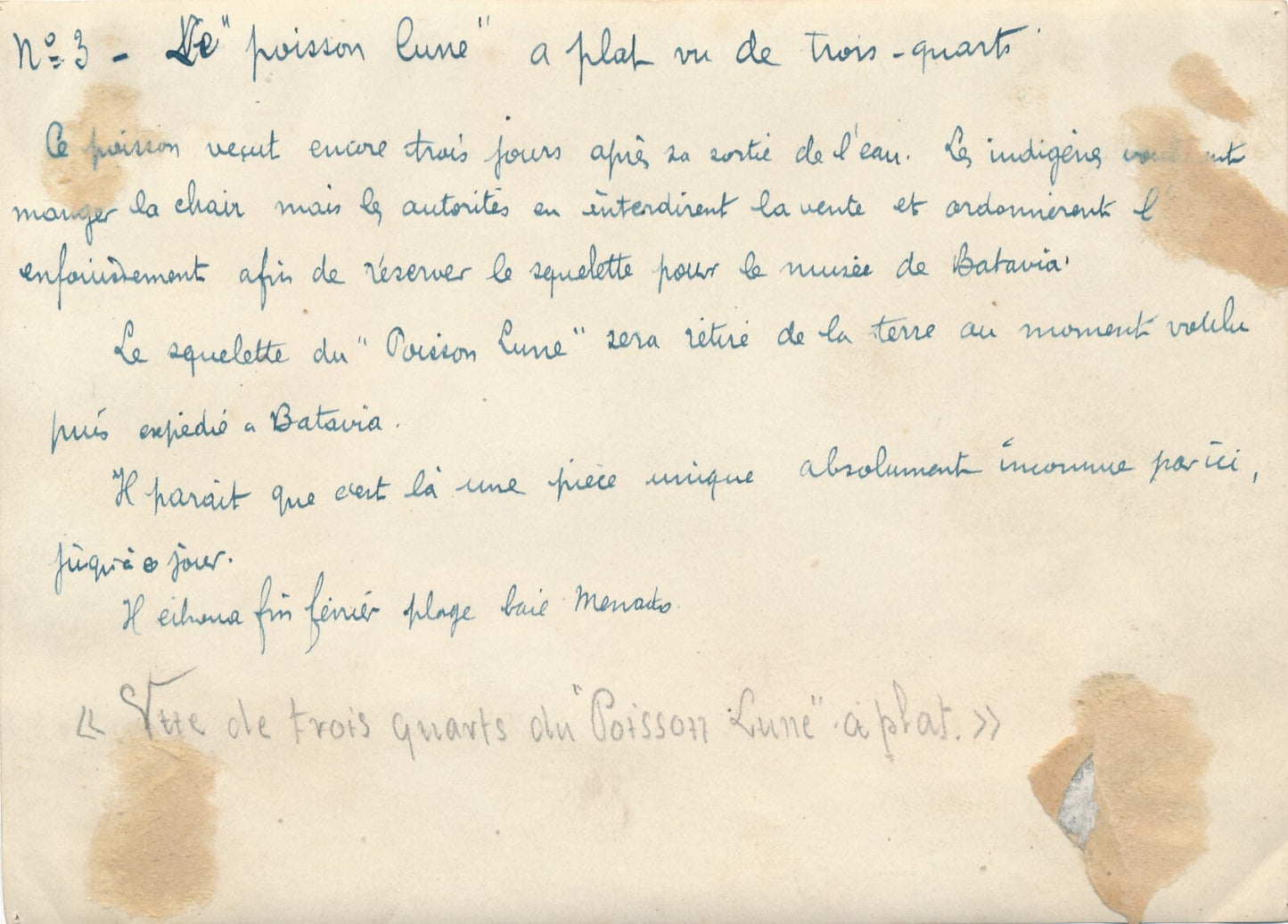 pêche poisson lune géant Indonésie 1922 2 tirages argentique époque