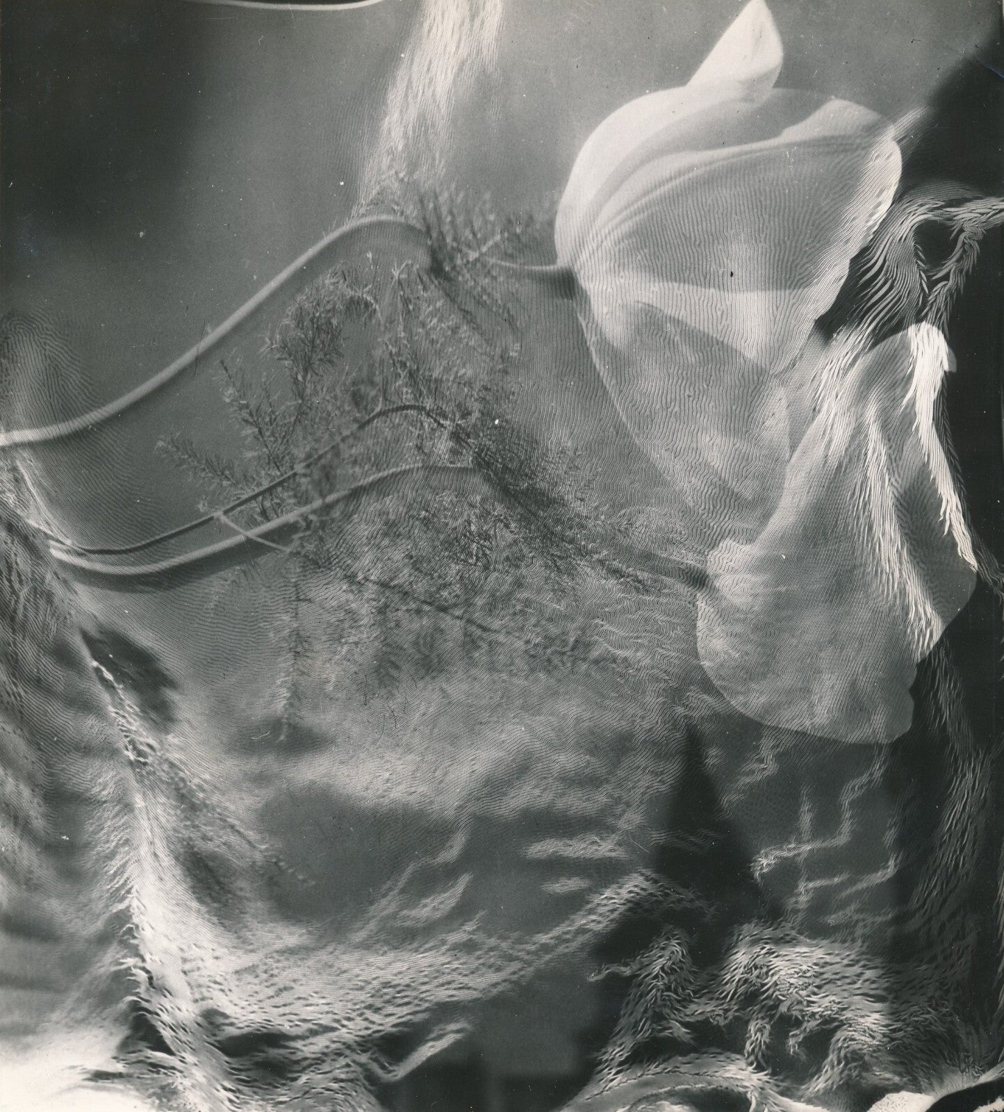 fleurs Anonyme argentique photomontage v. 1960. photo photographie