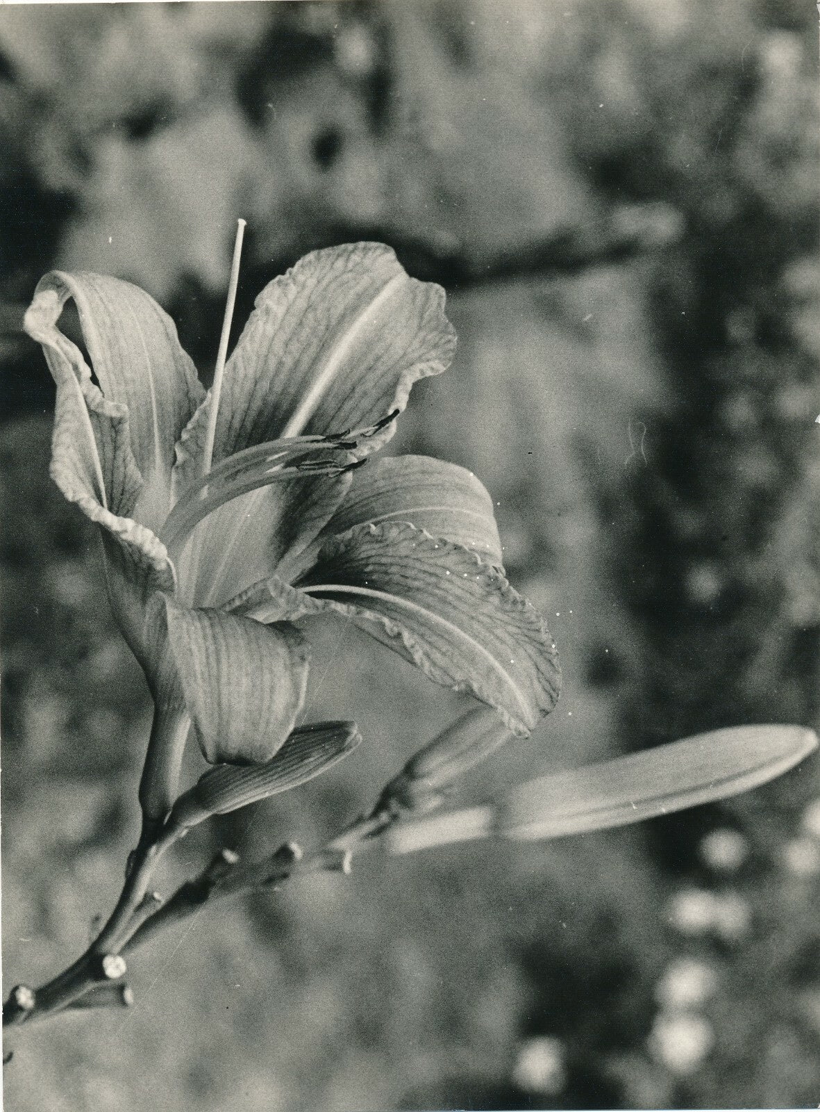 6 photographies argentiques fleur années 1950 pétale nature photo