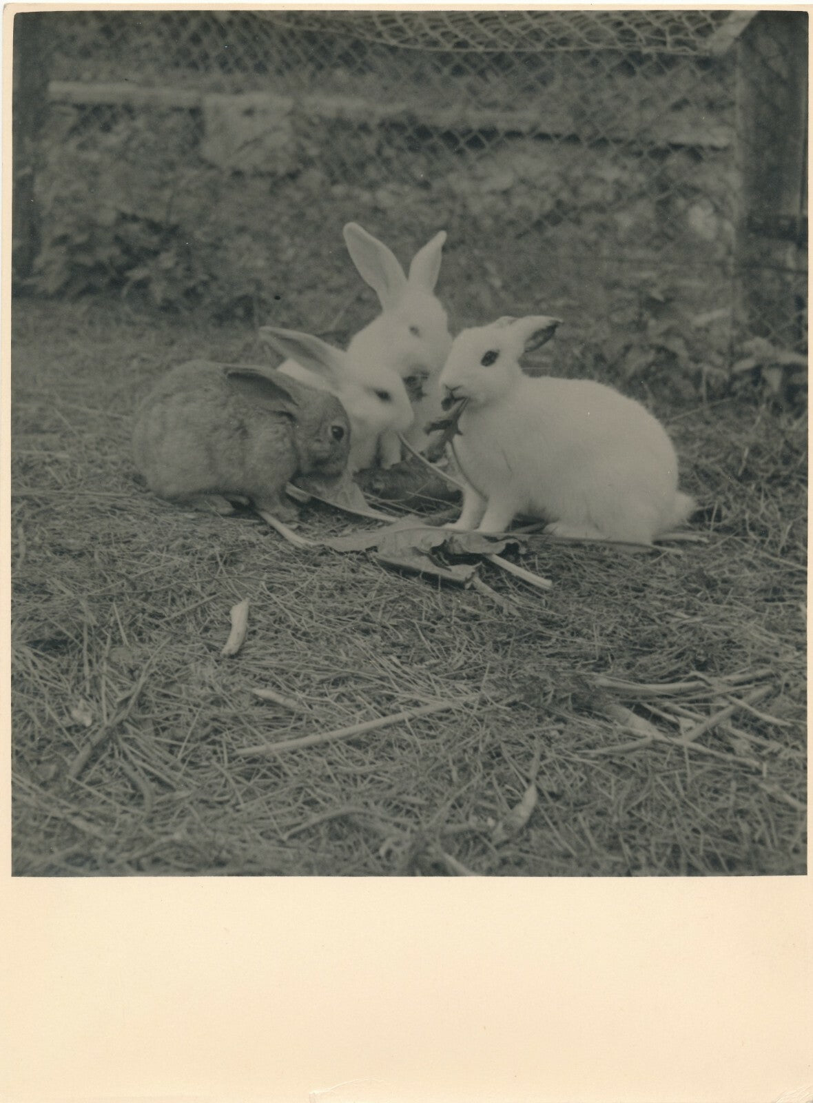 Lapin 2 photographies argentiques d'époque sur papier épais