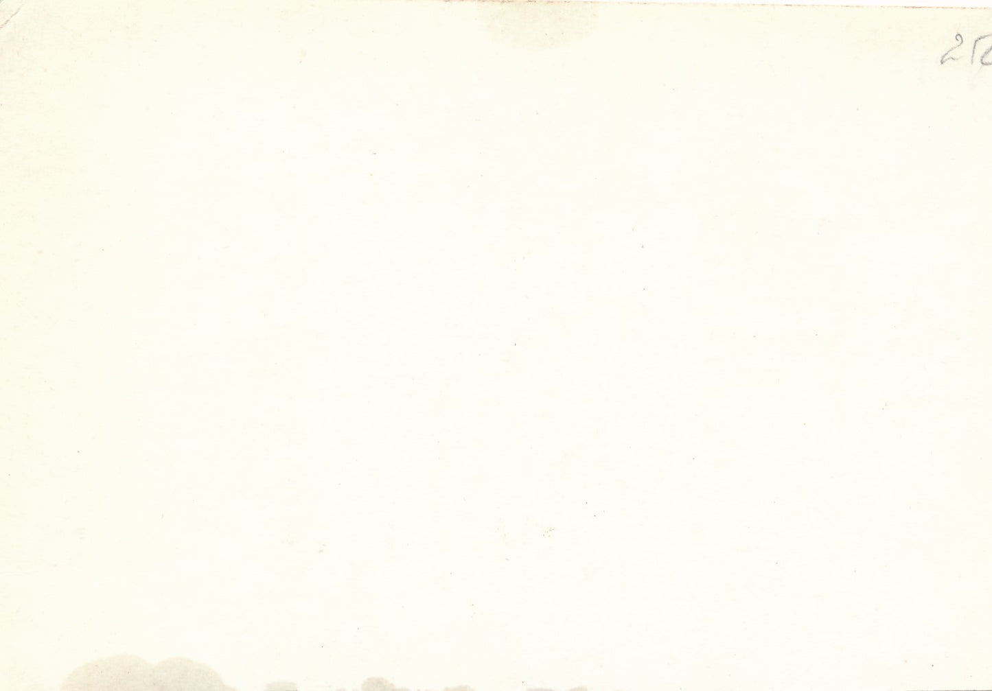 Photographie Perruches oiseaux tirage argentique époque v. 1940-1950