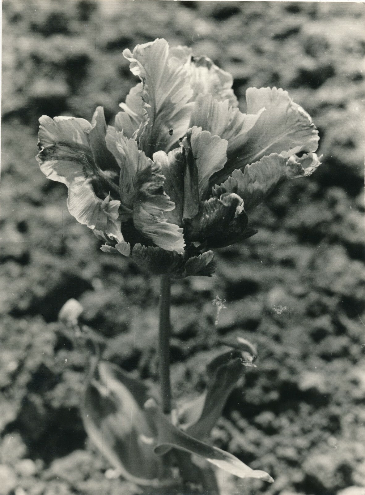 6 photographies argentiques fleur années 1950 pétale nature photo