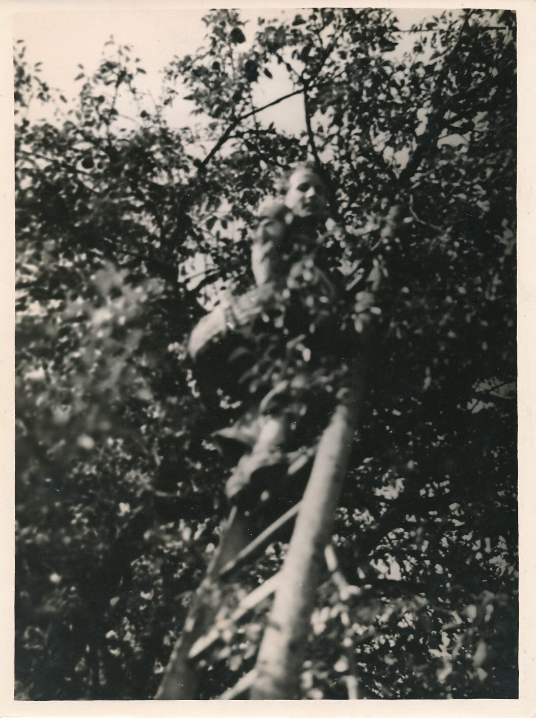 femme arbre échelle visage photo photographie argentique époque v. 1940