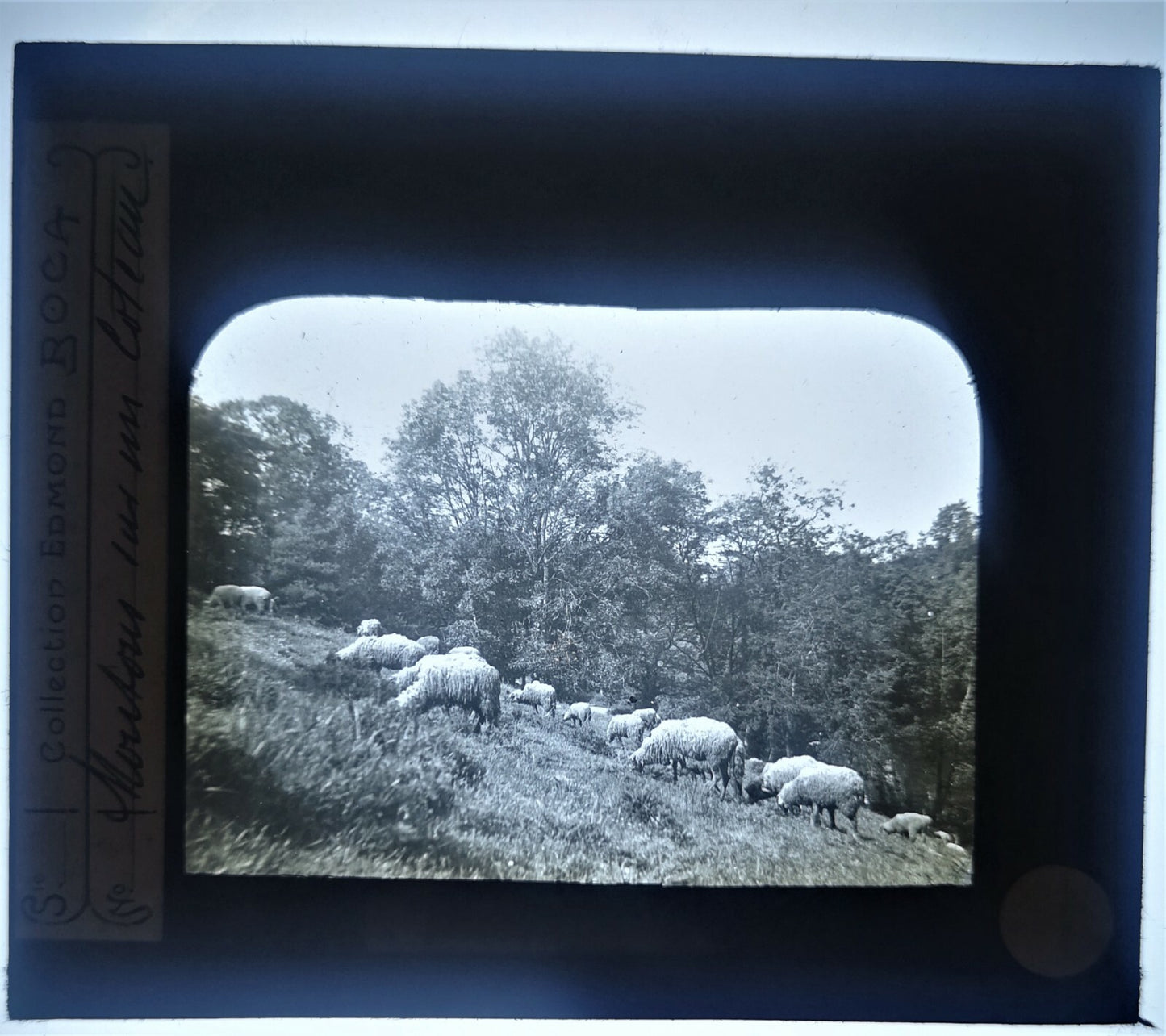 Tremorvezen Carnac Trégastel Perros-Guirec animaux 9 positif verre photo