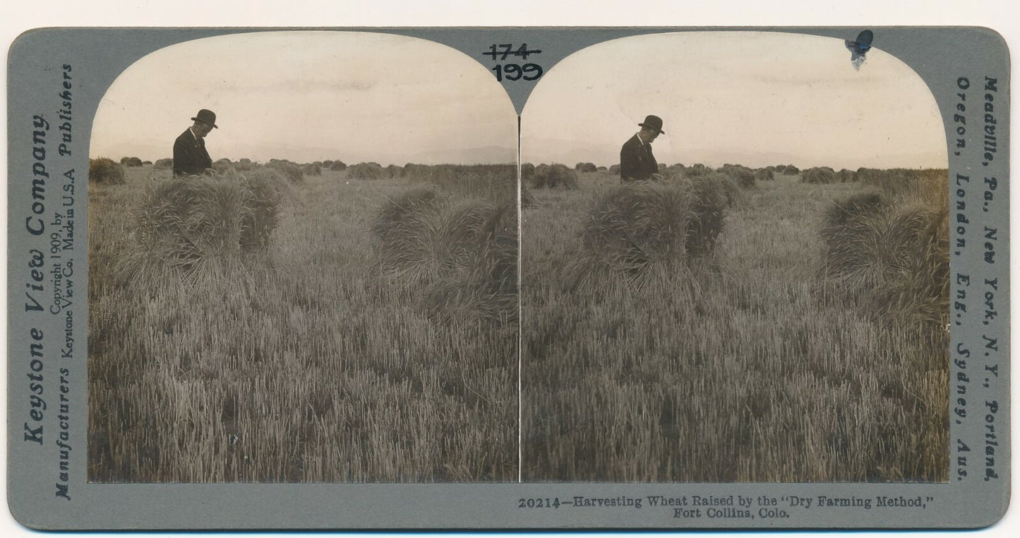 récolte blé Colorado Etats-Unis stéréo stéréographie photo photographie