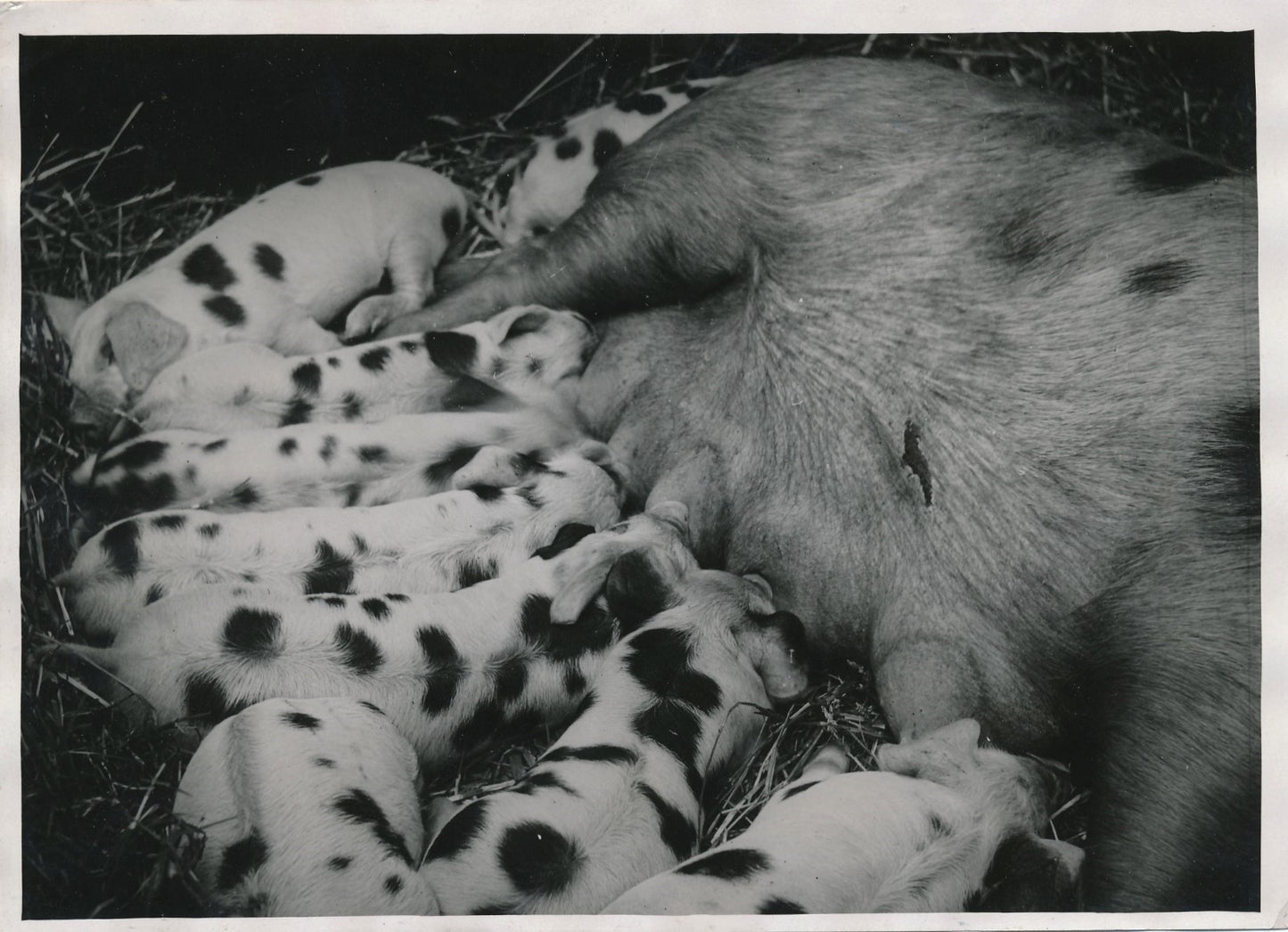 Truie cochon avec ses petits argentique époque Meurisse 1933 photographie