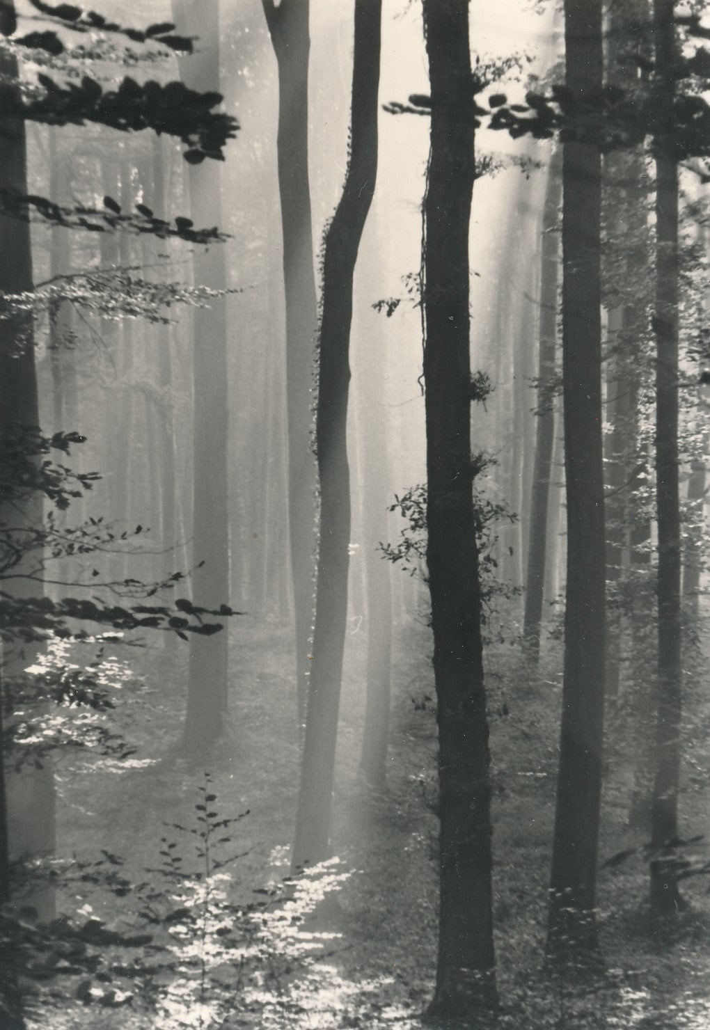 Suite de 4 photographies de sous-bois forêt nature photo photographie