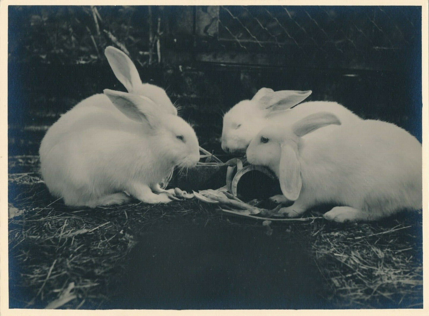 Lapin 2 photographies argentiques d'époque sur papier épais