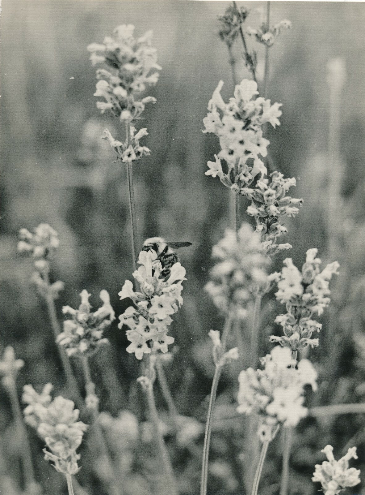 6 photographies argentiques fleur années 1950 pétale nature photo