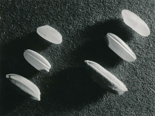 Pierre Jahan étude grains riz photo photographie époque v. 1950 nature morte