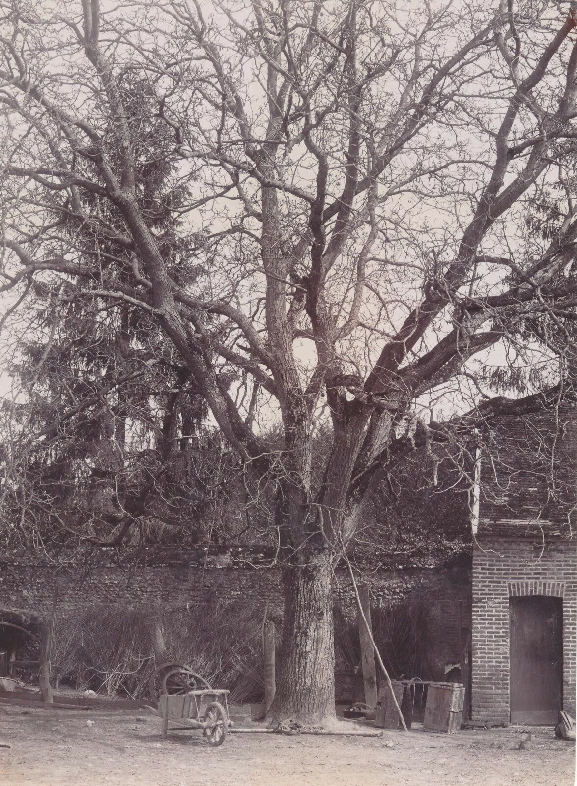 Arbre cour propriété campagne photo photographie citrate v. 1910