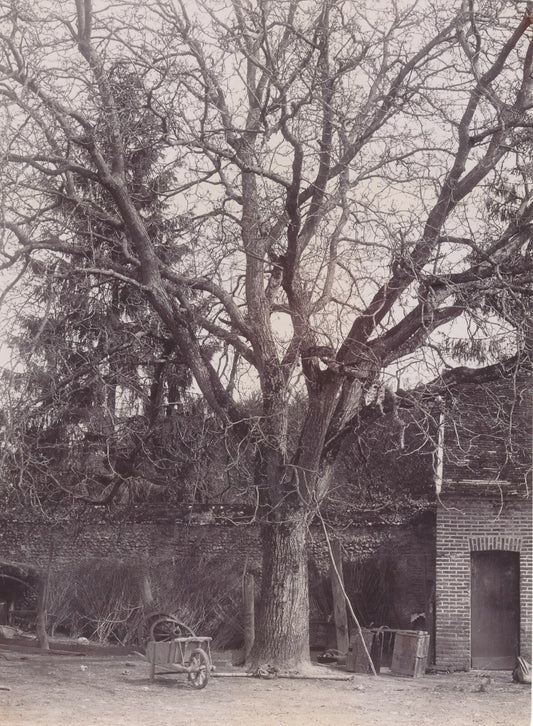 Arbre cour propriété campagne photo photographie citrate v. 1910