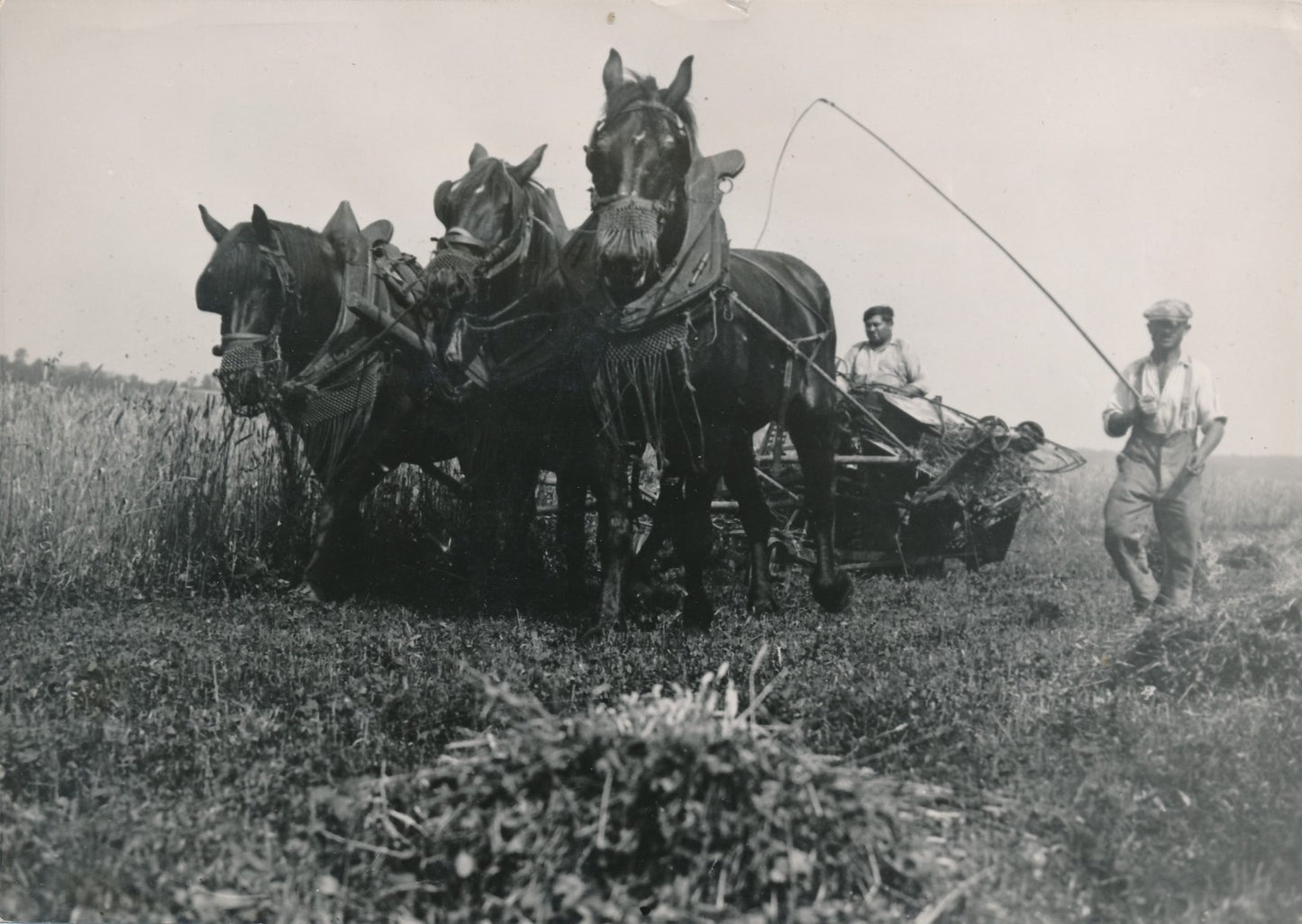 moisson récolte photo argentique époque v. 1945-1946 Trampus agriculture