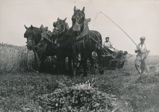 moisson récolte photo argentique époque v. 1945-1946 Trampus agriculture