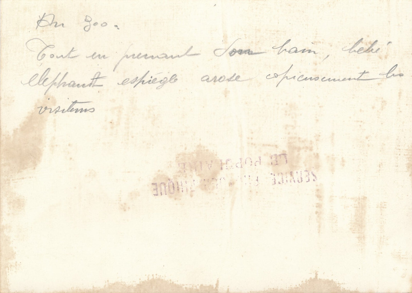 2 photos éléphant zoo v. 1930 photo photographie époque