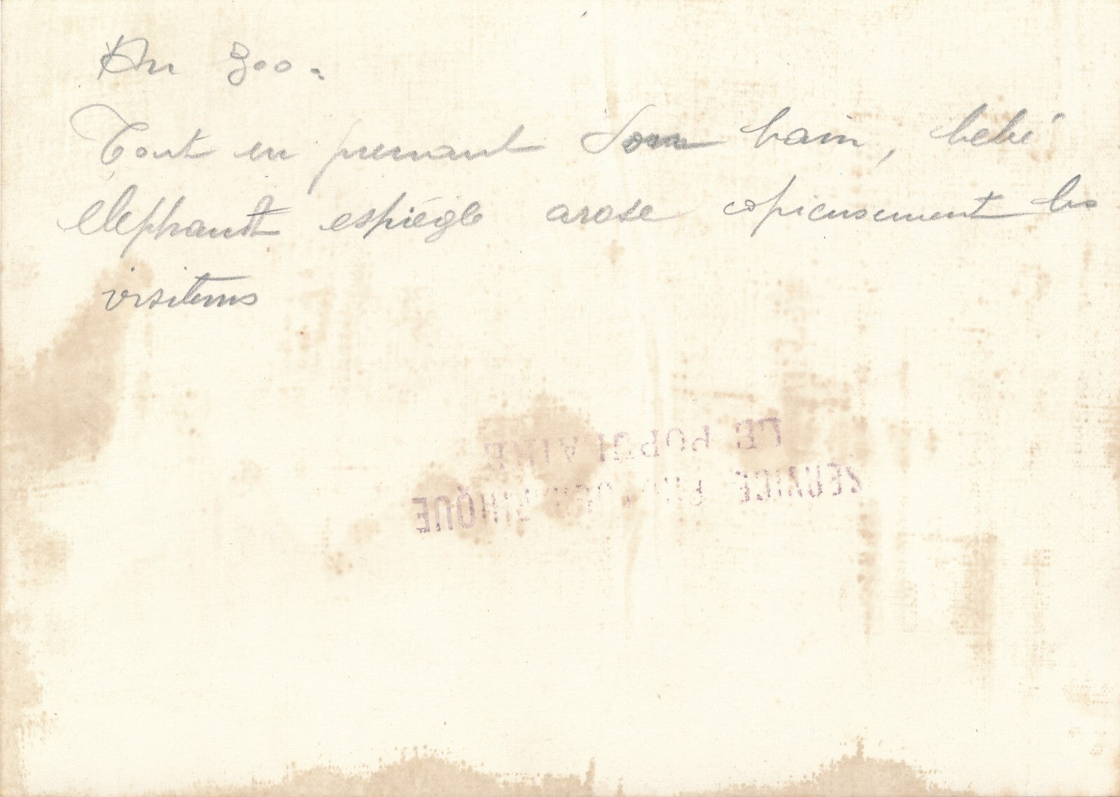 2 photos éléphant zoo v. 1930 photo photographie époque