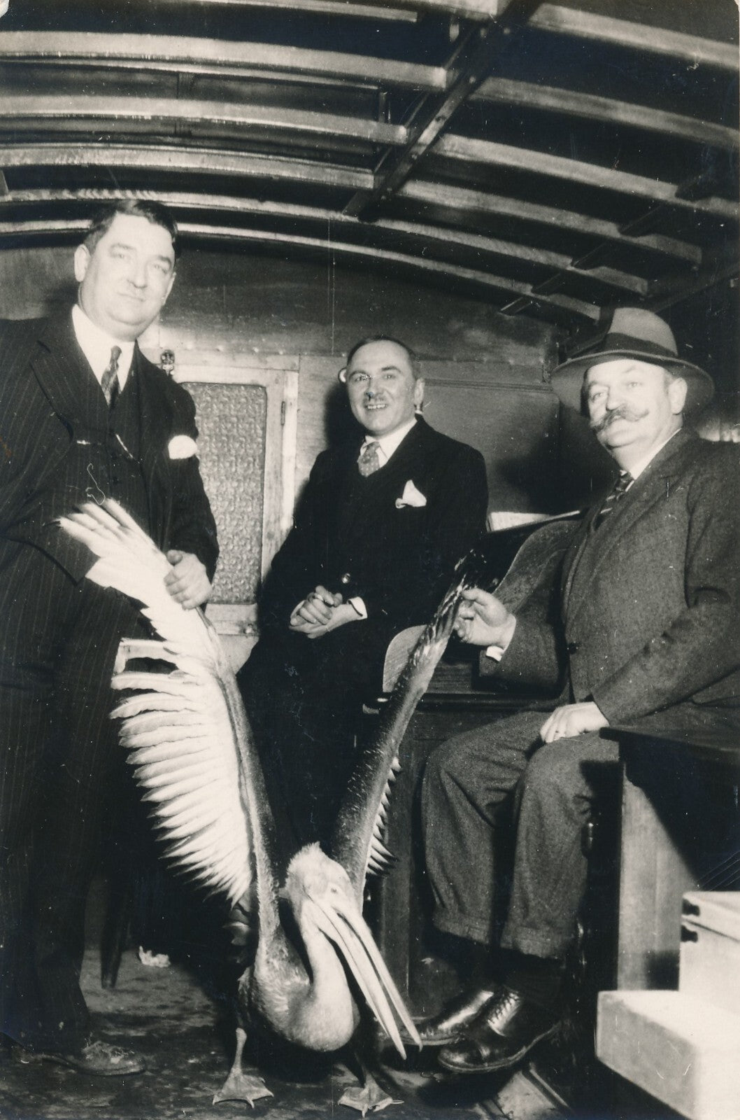 Pellican par le photographe Gaston Paris photo photographie v. 1930