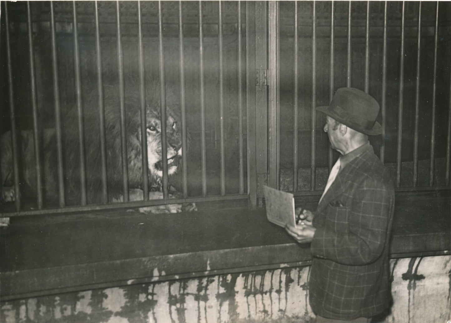 L'Artiste animalier lion zoo croquis dessin photo photographie