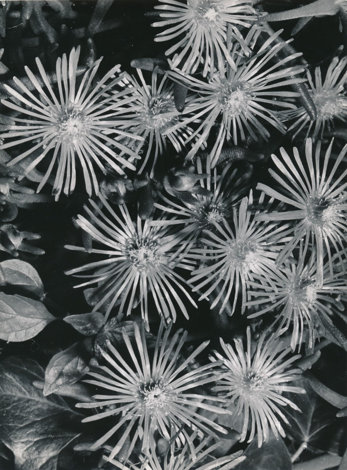 Fleur plante hibiscus macro photo photographie Noailles