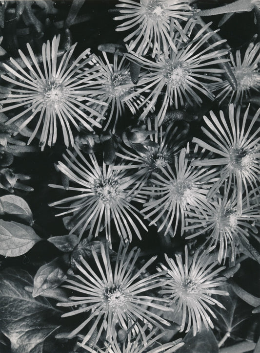 Fleur plante hibiscus macro photo photographie Noailles