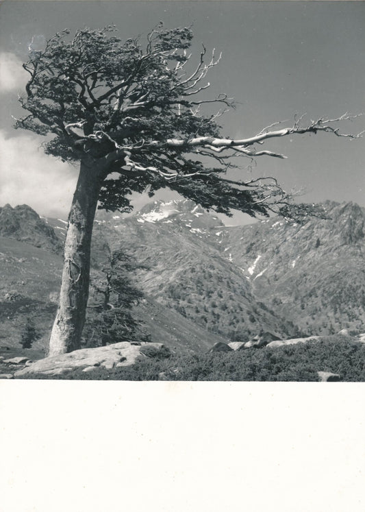 Arbre vent photo photographie montagne v. 1960 anonyme