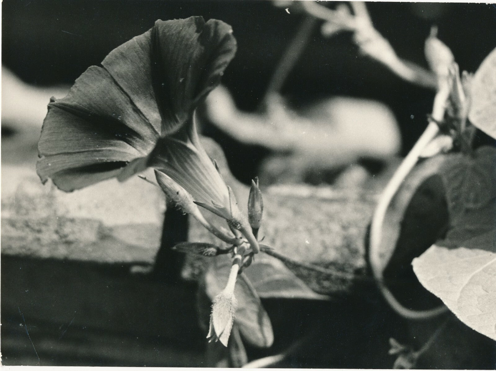 6 photographies argentiques fleur années 1950 pétale nature photo
