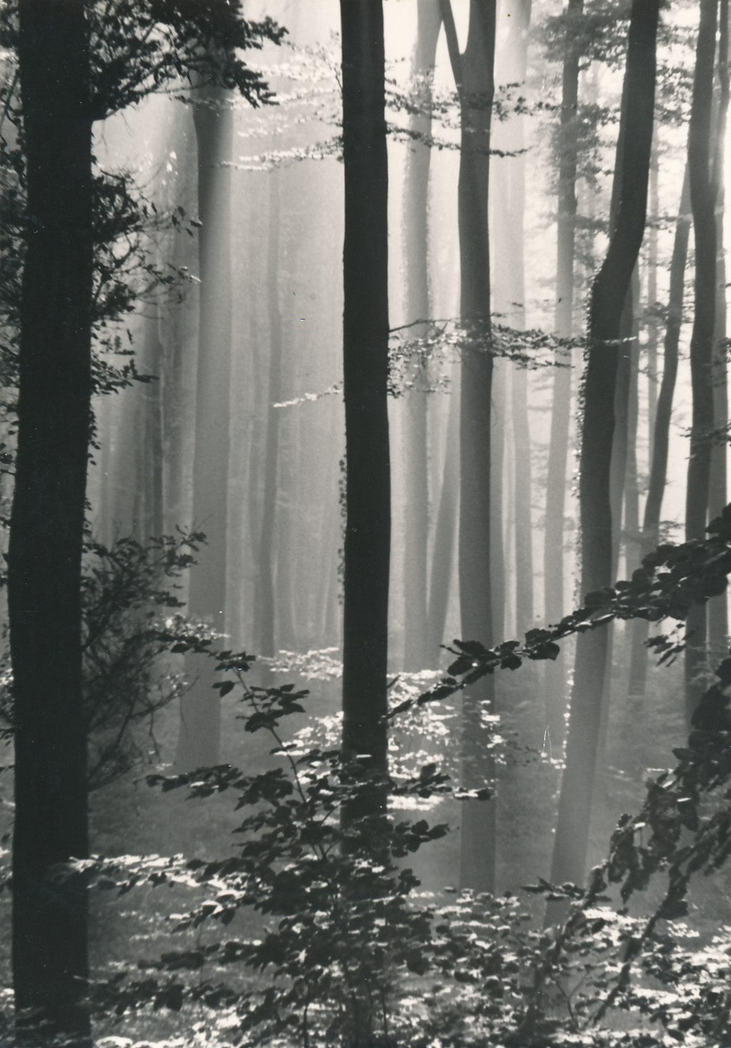 Suite de 4 photographies de sous-bois forêt nature photo photographie