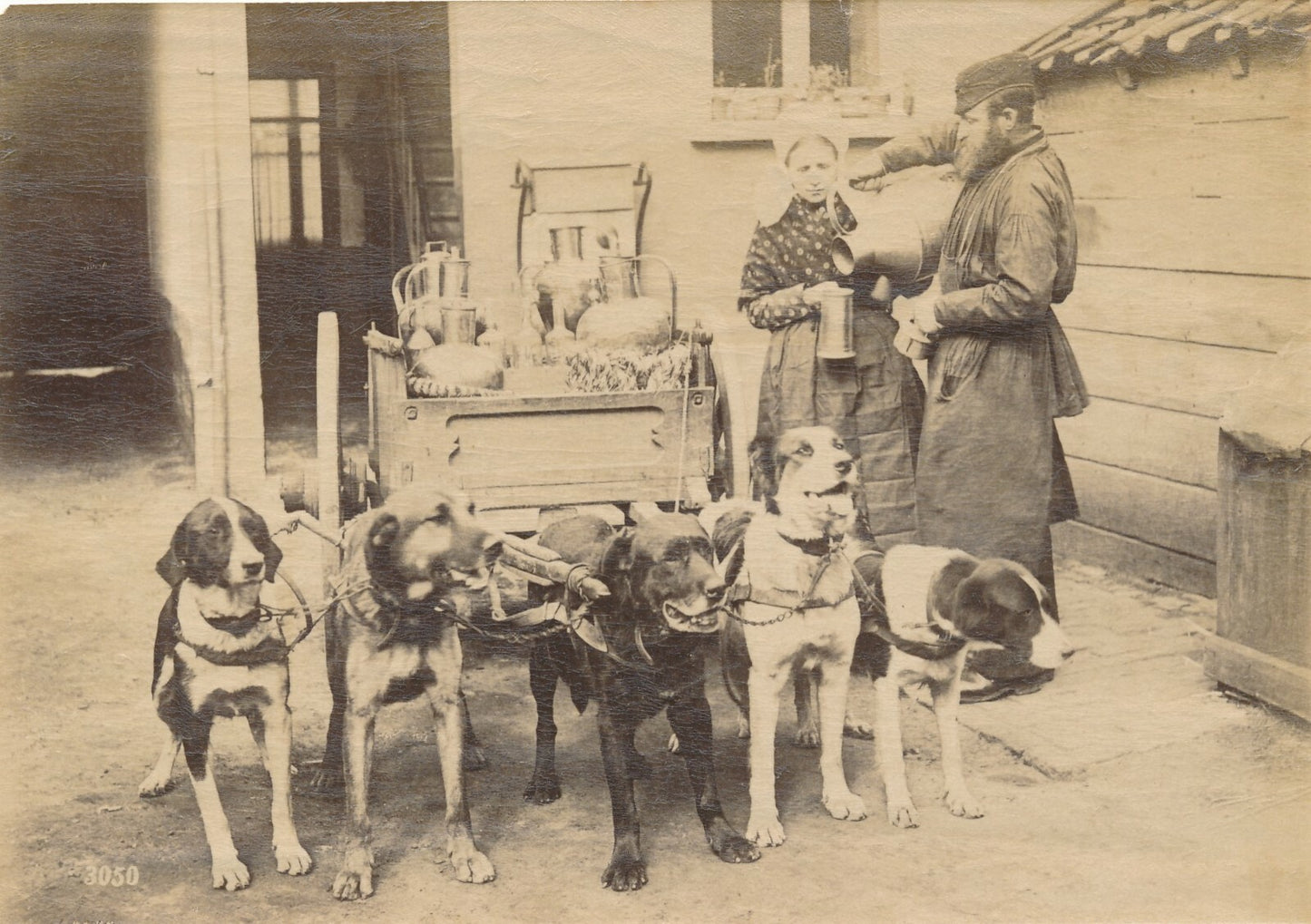 Laitier laitière lait chiens tirage albuminé Belgique vers 1880 photographie