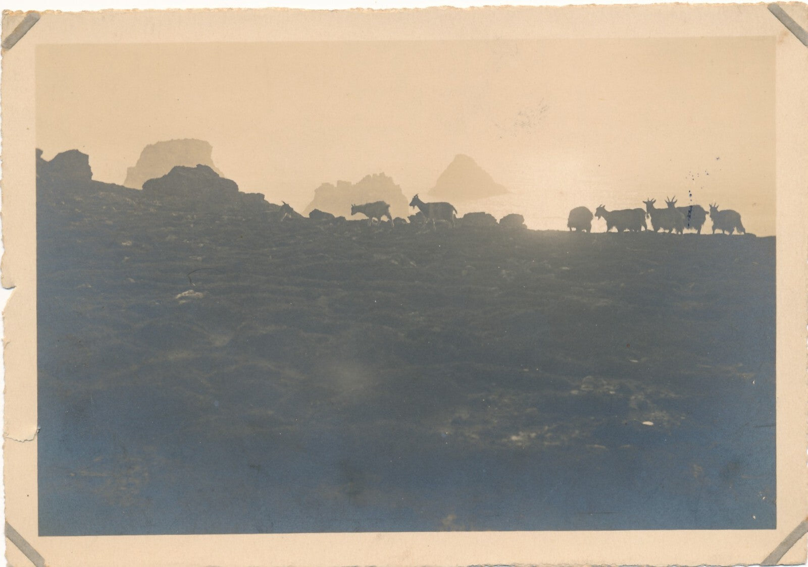 Paysage  chèvres 2 photos technique différente citrate argentique photographie