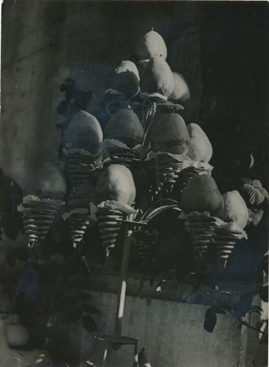 Nature morte exposition horticulture 1940 photo photographie fruits poires