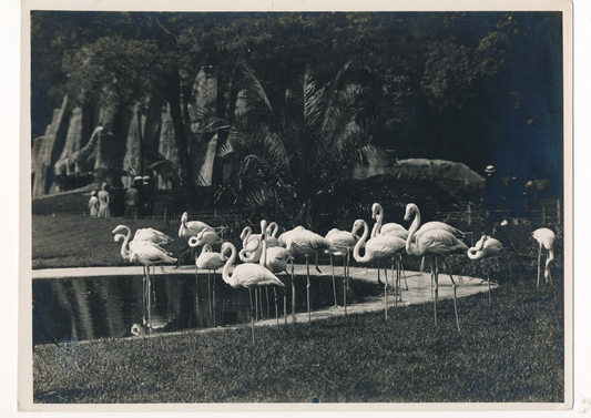 Les flamants roses, 1931 photo photographie exposition coloniale