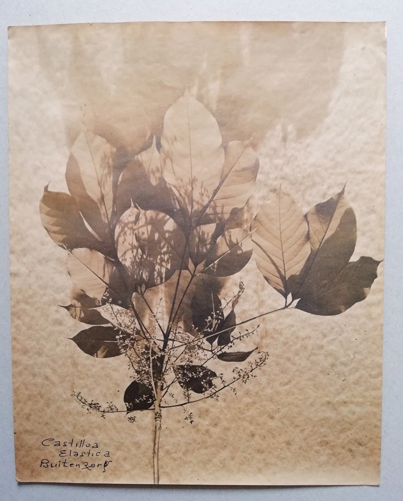 Photo Nature morte plante Castilloa Elastica tirage argentique époque