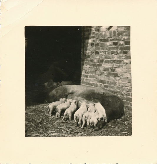 snapshot truie cochons ferme amateur famille argentique animaux Photo