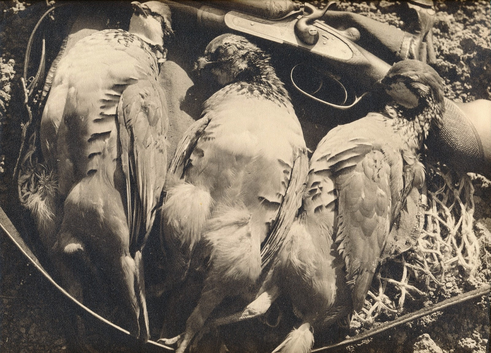 Photo Nature morte chasse oiseaux fusil tirage argentique époque